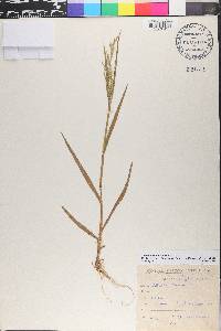 Panicum sumatrense image