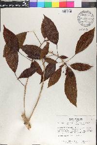 Dendropanax arboreus image