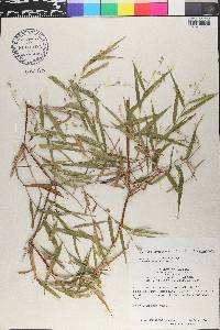 Lasiacis divaricata image