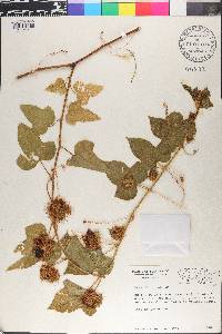Passiflora foetida image