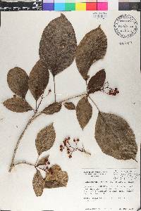 Dendropanax arboreus image