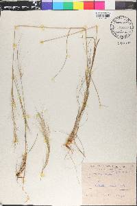 Aristida setifolia image