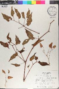 Begonia neopurpurea image