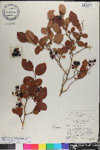 Vaccinium ashei image