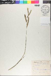 Paspalum scrobiculatum image