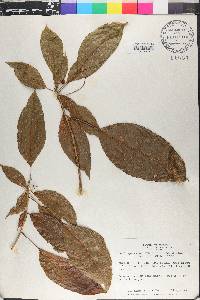 Dendropanax arboreus image