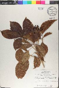 Dendropanax arboreus image