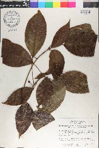 Dendropanax arboreus image