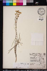 Asclepias feayi image