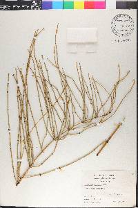 Ephedra viridis image