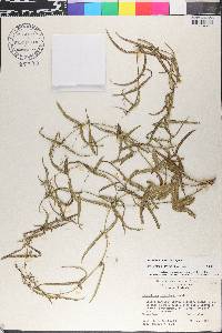 Passiflora tenuiloba image