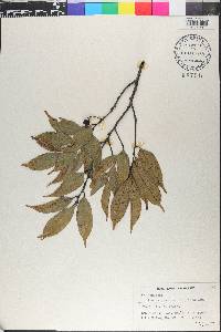 Prunus phaeosticta image