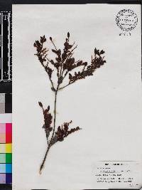 Diospyros vaccinioides image