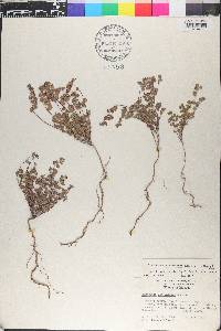 Chamaesyce cinerascens image