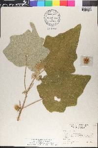 Solanum hirtum image