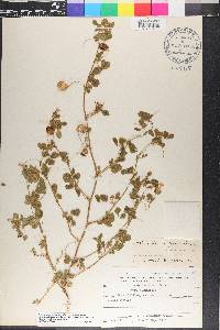 Medicago blancheana image