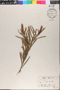 Callistemon rigidus image