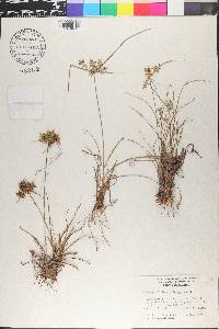 Cyperus fendlerianus image