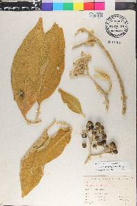 Solanum mauritianum image