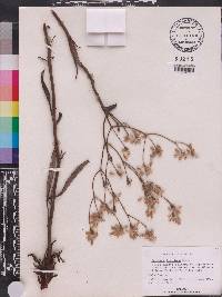 Eriogonum floridanum image