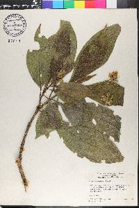 Solanum rugosum image