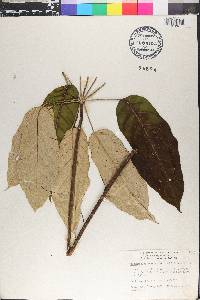 Schefflera morototoni image