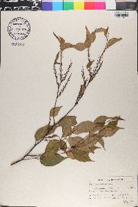 Pentaphylax euryoides image