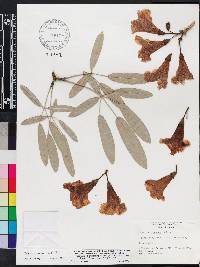 Tabebuia aurea image