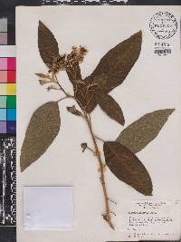 Solanum donianum image
