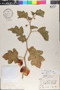 Solanum capsicoides image