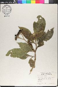 Solanum rugosum image