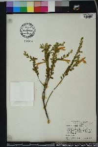 Calamintha coccinea image