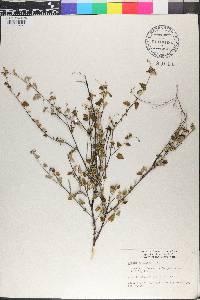 Croton betulinus image