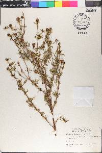 Spermacoce verticillata image