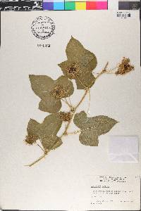 Passiflora foetida image