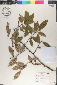 Elaeagnus loureiroi image