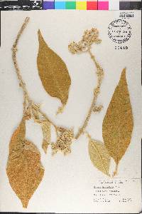 Solanum mauritianum image