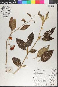 Solanum lanceifolium image