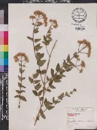 Eupatorium villosum image