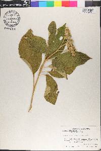 Solanum chiapasense image