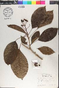 Dendropanax arboreus image