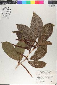 Coccoloba venosa image