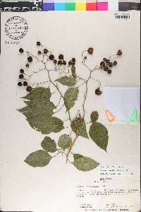 Solanum dulcamaroides image