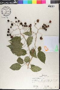 Solanum dulcamaroides image