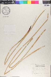 Eleocharis interstincta image