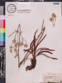 Eriogonum floridanum image