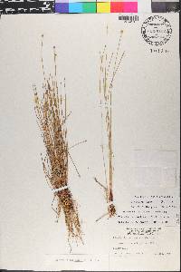 Eleocharis geniculata image