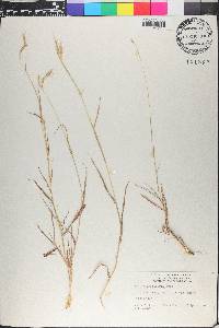 Dichanthium annulatum image