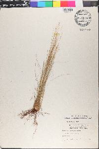 Schizachyrium gracile image