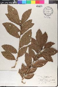 Quercus oocarpa image